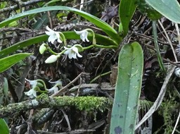 Angraecum striatum .orchidaceae. endémique Réunion .P1710495