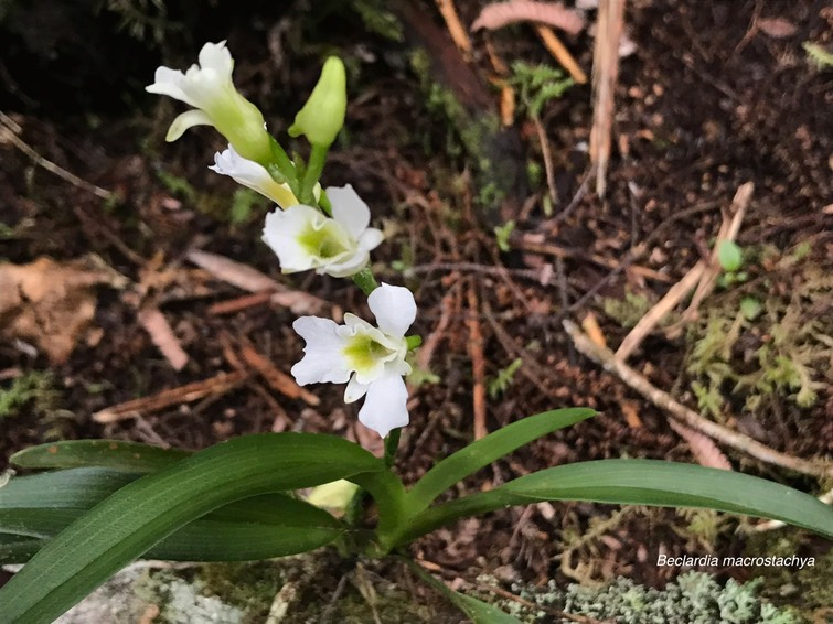 Beclardia macrostachya .orchidaceae.indigène Réunion .IMG_3609