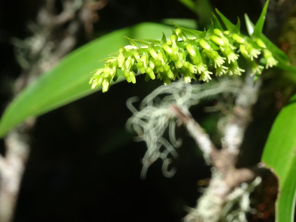 Benthamia nigrescens -  ORCHIDOIDEAE - Indigène Réunion -DSC09917