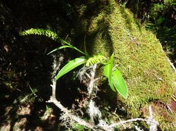 Benthamia nigrescens - ORCHIDOIDEAE - Indigène Réunion -DSC09918