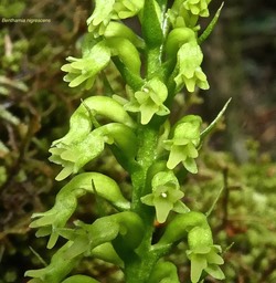 Benthamia nigrescens .orchidaceae.indigène Réunion .P1710463