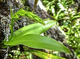 Benthamia nigrescens .orchidaceae. indigène Réunion.P1710325
