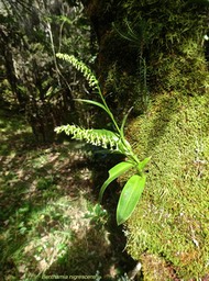 Benthamia nigrescens .orchidaceae.indigène Réunion.P1710438