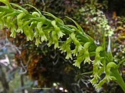Benthamia nigrescens.orchidaceae.indigène Réunion.P1710446