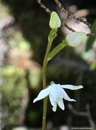 Cynorkis coccinelloides .orchidaceae.indigène Réunion.IMG_3589