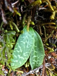 Cynorkis coccinelloides .orchidaceae.indigène Réunion. feuilles à la base de la tige 