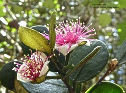 Eugenia buxifolia .Bois de Nèfles à petites feuilles .myrtaceae.endémique Réunion .P1710345