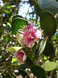 Eugenia buxifolia .bois de nèfles à petites feuilles .myrtaceae.endémique Réunion.P1710350
