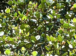 Eugenia buxifolia.bois de nèfles à petites feuilles.myrtaceae.endémique Réunion .P1710337