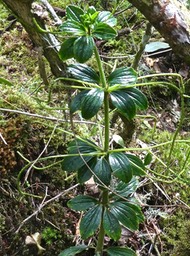 Peperomia pedunculata ? piperaceae . endémique Réunion .P1710400