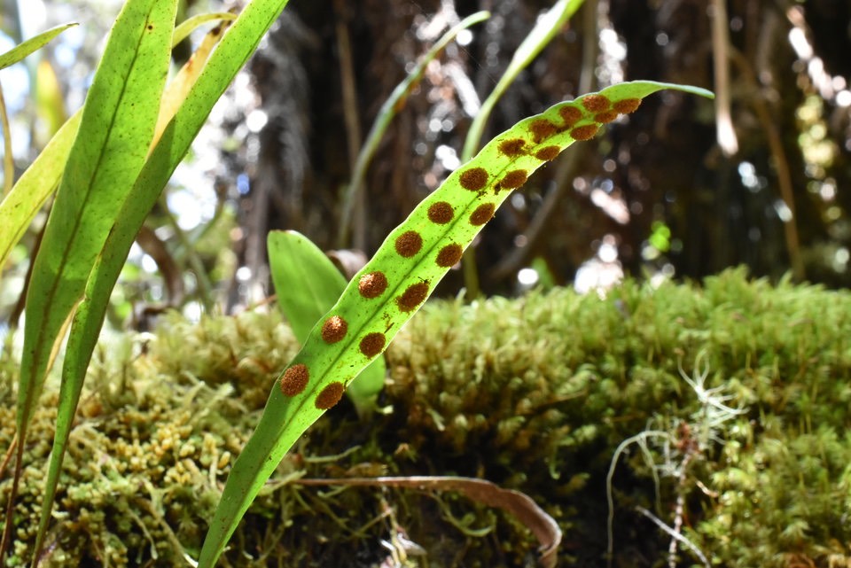 Pleopeltis macrocarpa - Fougère gros lentille - POLYPODIACEAE - Indigène Réunion, Maurice - MAB_5900