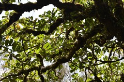 Polyscias repanda - Bois de papaye - ARALIACEAE - Endémique Réunion