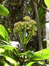 Polyscias repanda . bois de papaye .araliaceae.endémique Réunion.P1710290