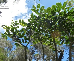 Polyscias repanda .bois de papaye. araliaceae .endémique Réunion.P1710305