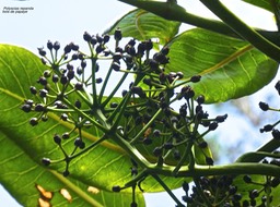 Polyscias repanda .bois de papaye . araliaceae. endémique Réunion .P1710311
