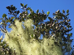 10.  Fruits de Eugenia buxifolia - Bois de nèfles à petites feuilles - Myrtacée