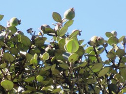 11.  Fruits de Eugenia buxifolia - Bois de nèfles à petites feuilles - Myrtacée