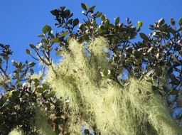 12.  Fruits de Eugenia buxifolia - Bois de nèfles à petites feuilles - Myrtacée
