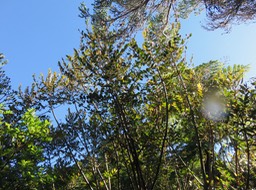 15. Imposant Phyllanthus phillyreifolius Poir. - Bois de négresse - Phyllanthaceae - Endémique Réunion et Maurice