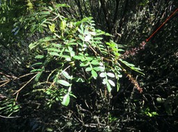 16. Infrutescence de. Weinmannia tinctoria - Tan rouge -CUNONIACEAE - endémique de la Réunion et de Maurice