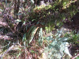 18. Elaphoglossum splendens (Bory ex Willd.) Brack. - - Dryopteridaceae - Endémique La Réunion et Maurice