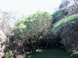 20. Imposant arbuste de Claoxylon glandulosum - Grand Bois d'oiseau - Euphorbiacée - B