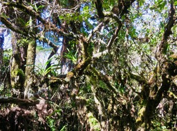 21. Angraecum sur Aphloia theiformis - Change-écorce - APHLOIACEE -  Richesse du sous-bois en Angraecum