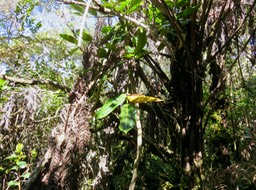 22. Polyscias repanda - Bois de papaye - Araliacée -B