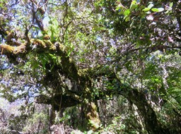 24. Deux troncs enmêlés de très vieux Eugenia buxifolia - Bois de nèfles à petites feuilles - Myrtacée