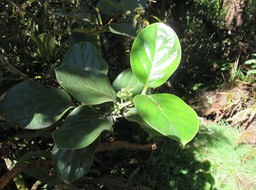 27. Boutons floraux du Monimia rotundifolia - Mapou - Monimiaceae