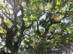 29. sous le très très vieu Polyscias repanda - Bois de papaye - Araliacée -B
