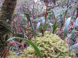 31. De près, Bulbophyllum cylindro....  - - Orchidaceae