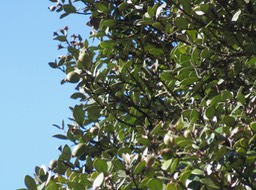 9. Fruits de Eugenia buxifolia - Bois de nèfles à petites feuilles - Myrtacée