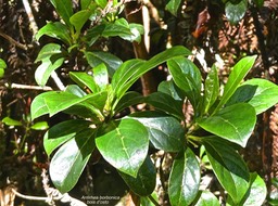 Antirhea borbonica.bois d'osto.rubiaceae.endémique Réunion Maurice Madagascar. P1015261