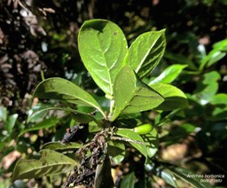 Antirhea borbonica.bois d'osto.(avec fruit) rubiaceae.endémique Réunion Maurice Madagascar.P1015258