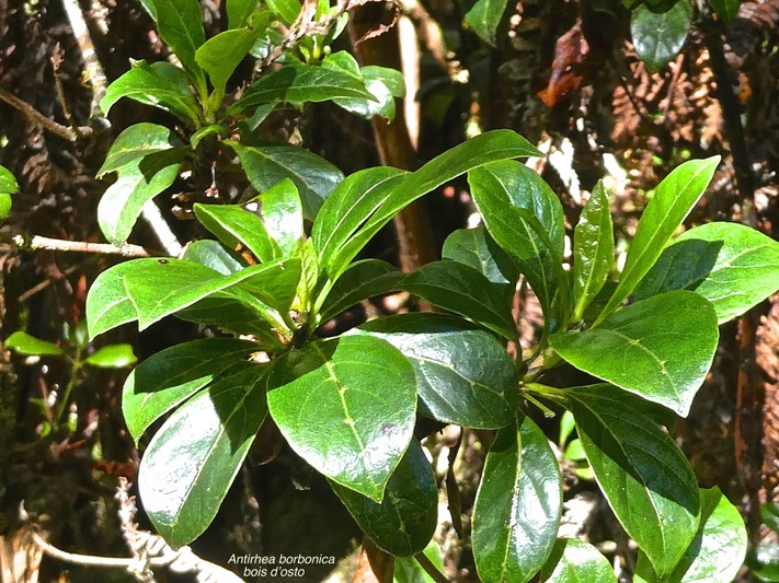 Antirhea borbonica.bois d'osto.rubiaceae.endémique Réunion Maurice Madagascar. P1015261
