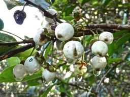 Aphloia theiformis .change écorce. (fruits) .aphloiaceae.indigène Réunion.P1015076