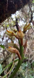 Bulbophyllum cylindrocarpum 3 - EPIDENDROIDEAE - Endémique Réunion - 