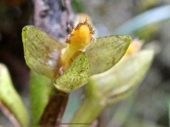 Bulbophyllum cylindrocarpum.orchidaceae;endémique Réunion.P1015419