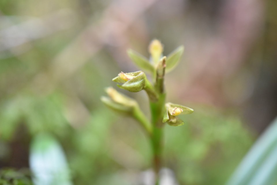 Bulbophyllum cylindrocarpum 2 - EPIDENDROIDEAE - Endémique Réunion - 
