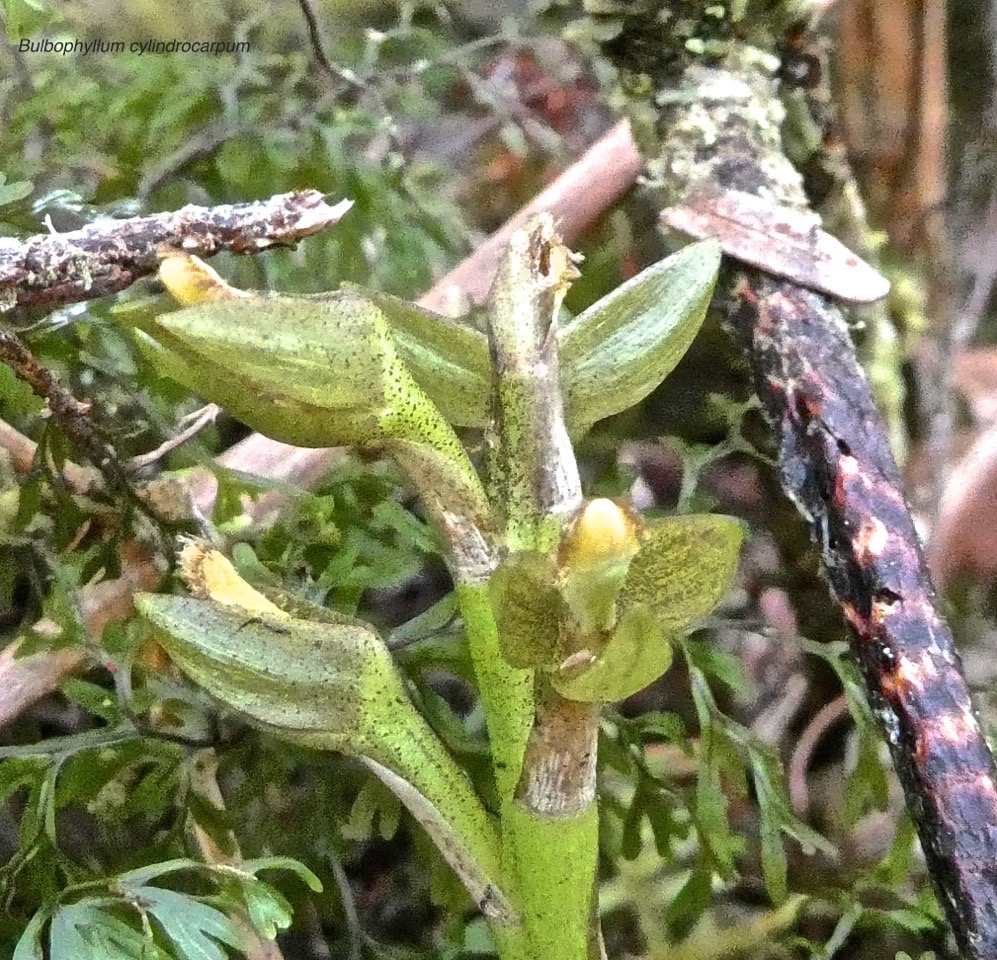 Bulbophyllum cylindrocarpum.orchidaceae;endémique Réunion.P1015379