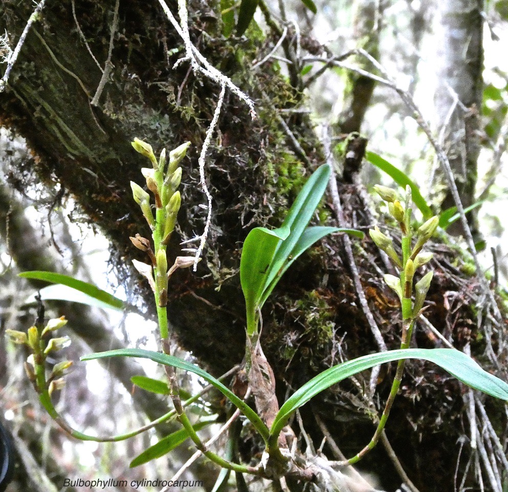 Bulbophyllum cylindrocarpum.orchidaceae.endémique Réunion.P1015407