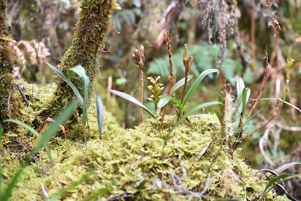 Bulbophyllum cylindrocarpum 1- EPIDENDROIDEAE - Endémique Réunion - 