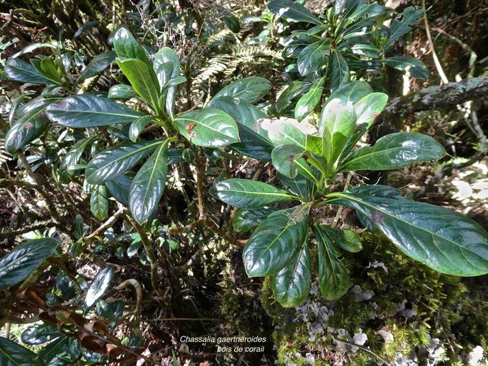 Chassalia gaertneroides.bois de corail.bois de lousteau.rubiaceae.endémique Réunion.P1015294