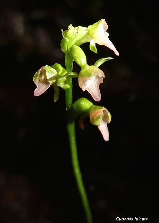 Cynorkis falcata. orchidaceae.endémique Rénion.P1015224