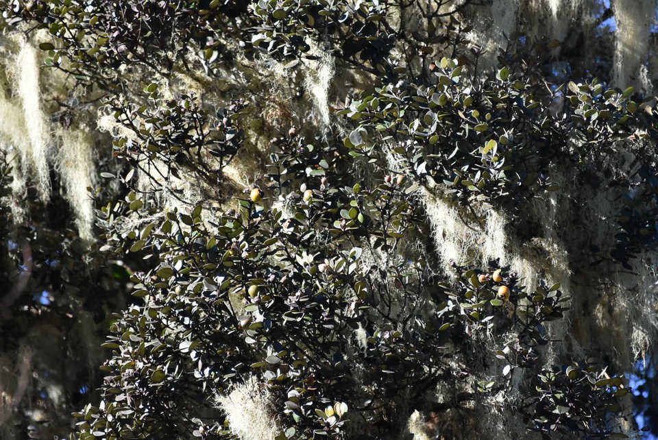 Eugenia buxifolia - Bois de Nèfles - MYRTACEAE - Endémique Réunion