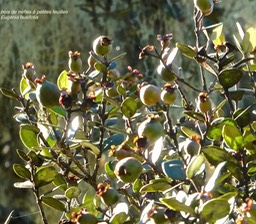 Eugenia buxifolia .bois de nèfles à petites feuilles.(avec de nombreux fruits )myrtaceae.endémique Réunion.P1015124
