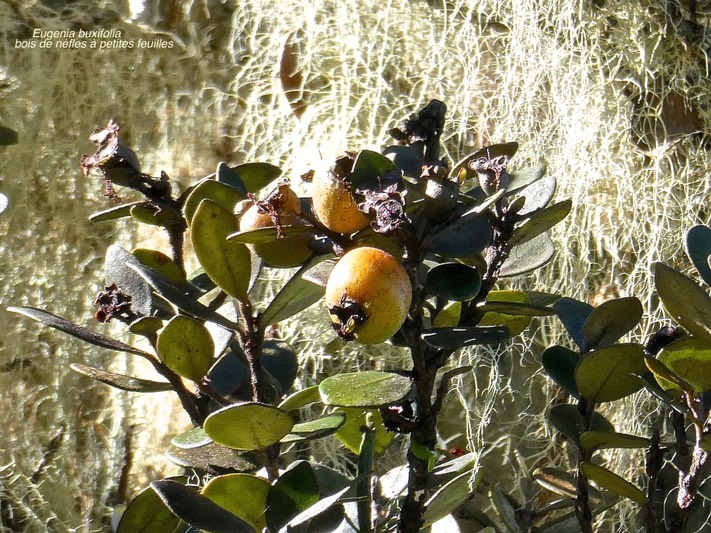 Eugenia buxifolia .bois de nèfles à petites feuilles.( avec fruits mûrs )myrtaceae.endémique Réunion..P1015145