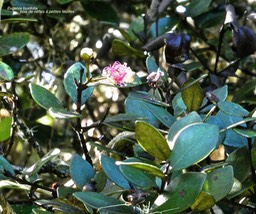 Eugenia buxifolia.bois de nèfles à petites feuilles.myrtaceae.endémique Réunion.P1015129