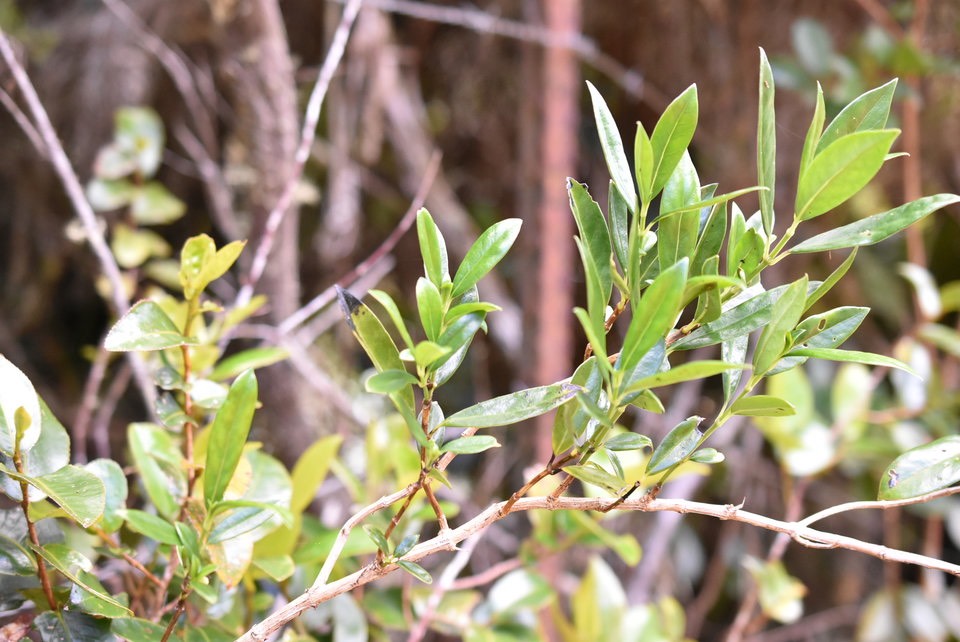 Geniostoma angustifolia - Bois de piment, Petit Bois cassant - LOGANIACEAE - Endémique Réunion, Maurice